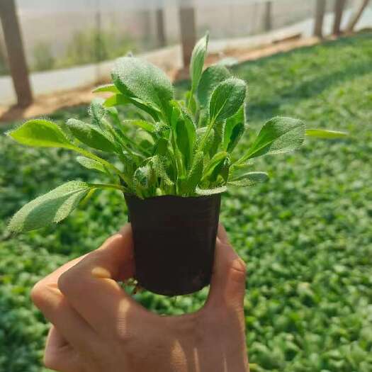 青州市黑心菊，小盆黑心菊，大盆黑心菊，双色盆黑心菊金光菊