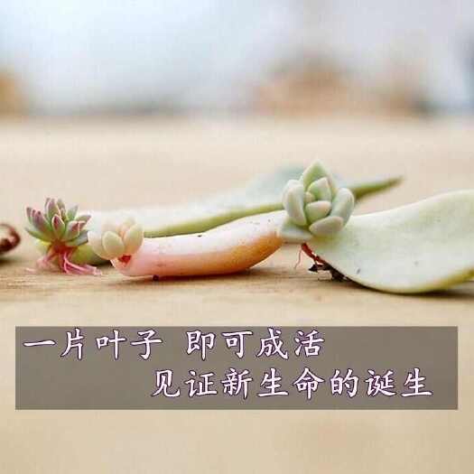 郧西县多肉植物多肉叶子 多肉叶插 多肉叶片 多种叶片组合套装 无根