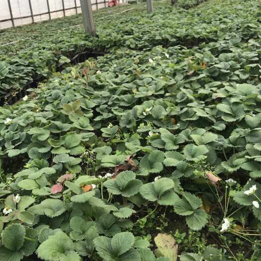 中牟县红玉奶香草莓苗，大量预定中，欢迎提前预定