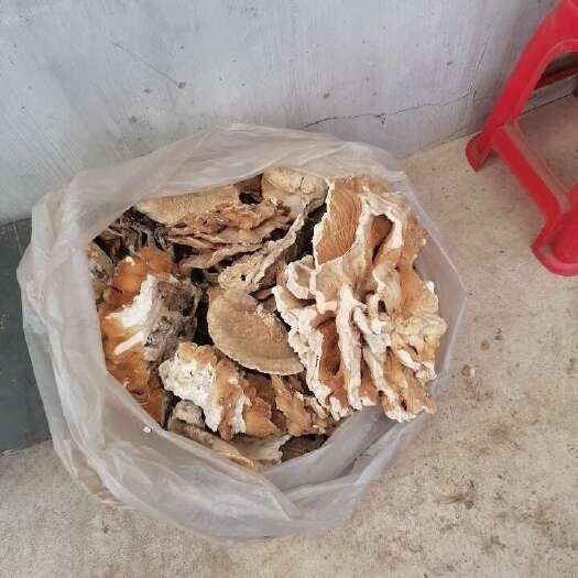 安图县硫磺菌.树鸡蘑.纯干品统货如图.