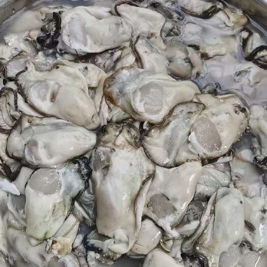 连云港流通精生蚝肉 每日现割现发 个头饱满