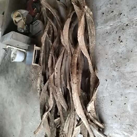 博白县过江龙药材整条两长，