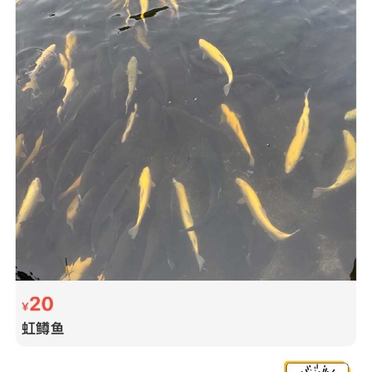 虹鳟鱼肉质细嫩鲜美，富含不饱和脂肪酸和氨基酸，助于营养均衡。