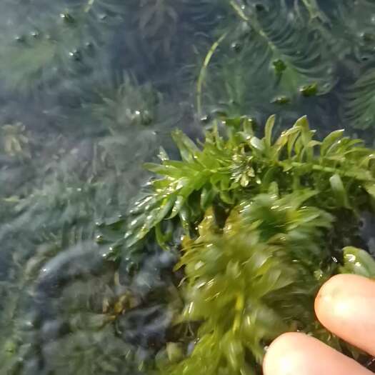 东安县蜈蚣水草