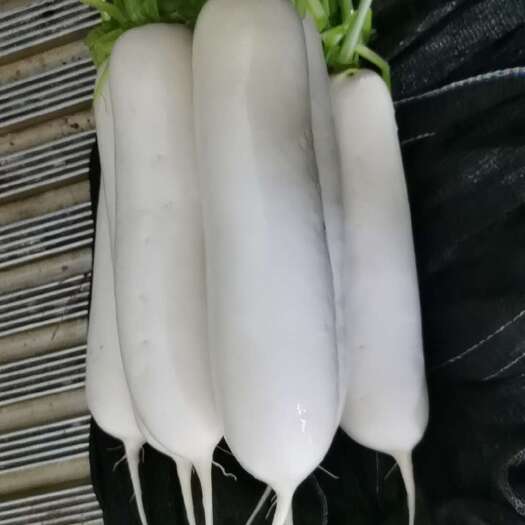 涞水县精品白萝卜全国产地直销，代办。三排，四排，五排及散装。