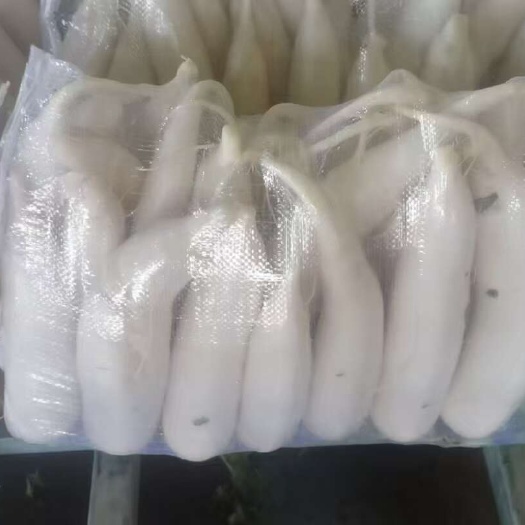 大量收白萝卜订单，主要品种春雷和韩国绿，预售，8 月中旬上市