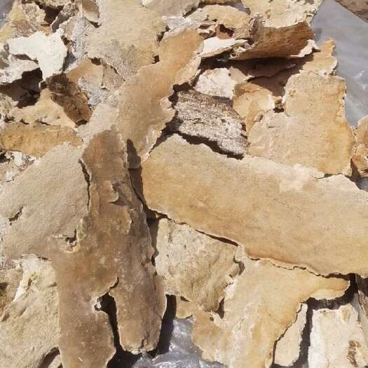 吉林市长白山脉白耙齿菌，耙齿菌，白耙齿菌，新货大小块都有，
