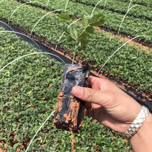 灵山县粉薯质中叶牛大力苗