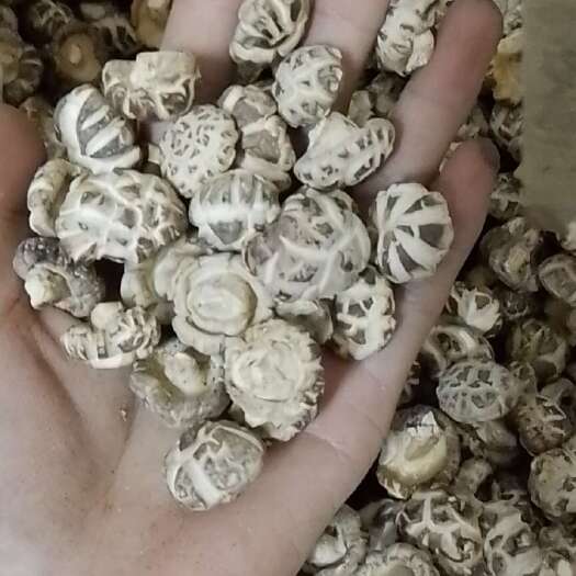 随县随县产地直发1.5至2.0平剪天白小花菇，花菇里挑出来的面头