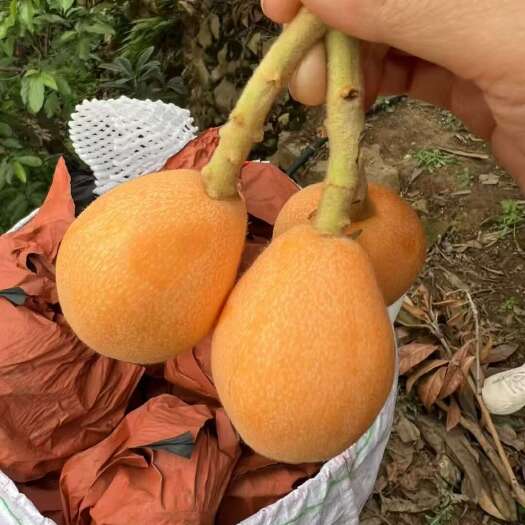 汉源县汉源枇杷大量上市，产地直销，对接各电商和批发商，