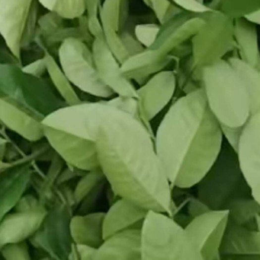 广西梧州新鲜柠檬叶批发 适合烹饪调味 现货供应