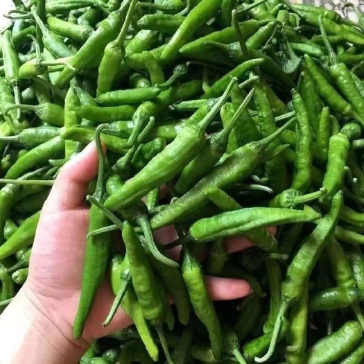 广州湖南 樟树港辣椒 新鲜蔬菜 高品质茄果菜类
