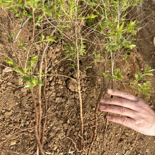 枣庄山东枣庄优质枣树苗酸枣苗野生药用双仁快递发货山亭区基地直供
