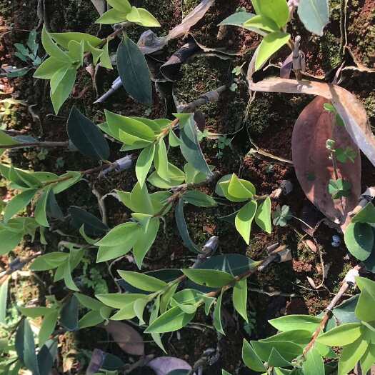 蒙自市精品品种油茶苗