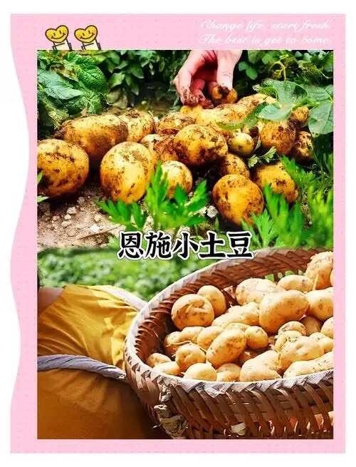 恩施市富硒小土豆