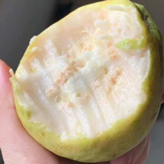 漳州西瓜红番石榴