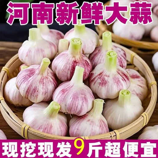 太康县大蒜