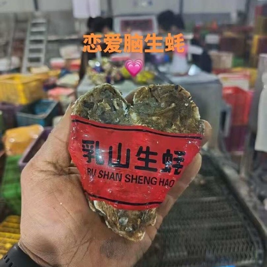 连云港生蚝 连云港特大生蚝 各种规格齐全
