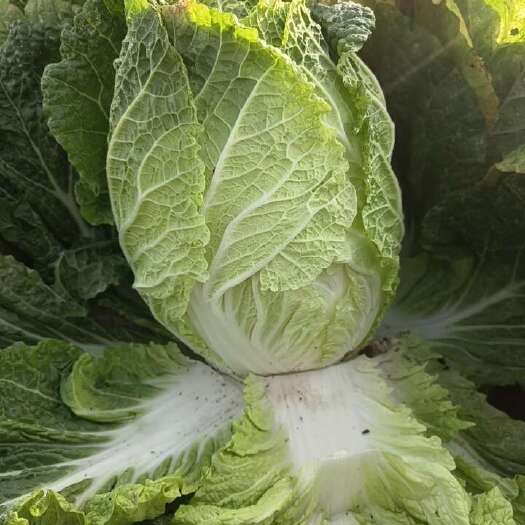 郯城县大白菜