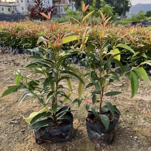 漳浦县红车木 红鳞蒲桃 小苗 袋苗 杯苗 地被 福建 出售 批发 