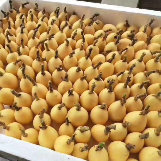 一市白枇杷