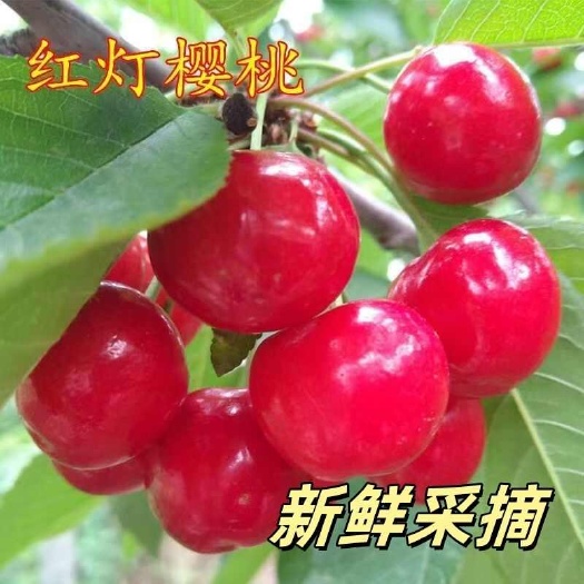 山东大樱桃
