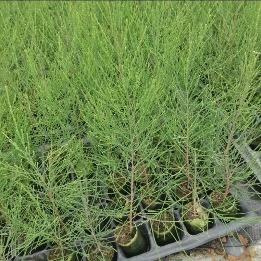新鲜木麻黄马尾松树苗