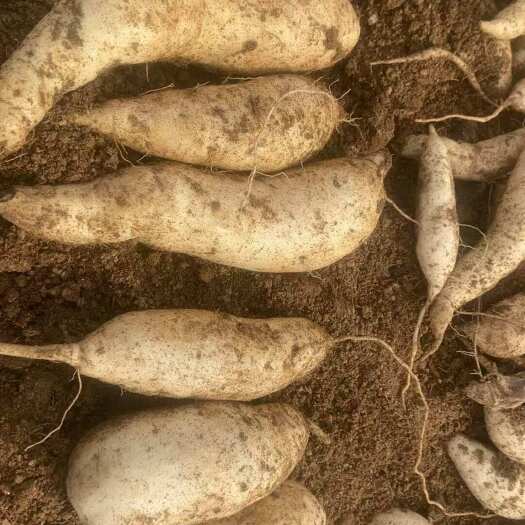 阳江蜜薯
