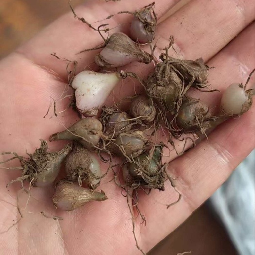 鲁甸县冰球子小苗