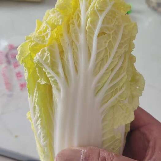 鹿邑县新鲜黄心娃娃菜基地直发嫩脆可口叶菜类蔬菜