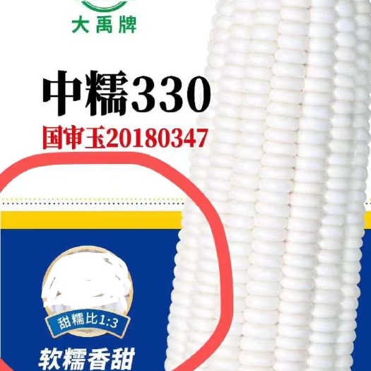 原平市中国农科院培育而成的糯玉米种子：中糯330糯玉米