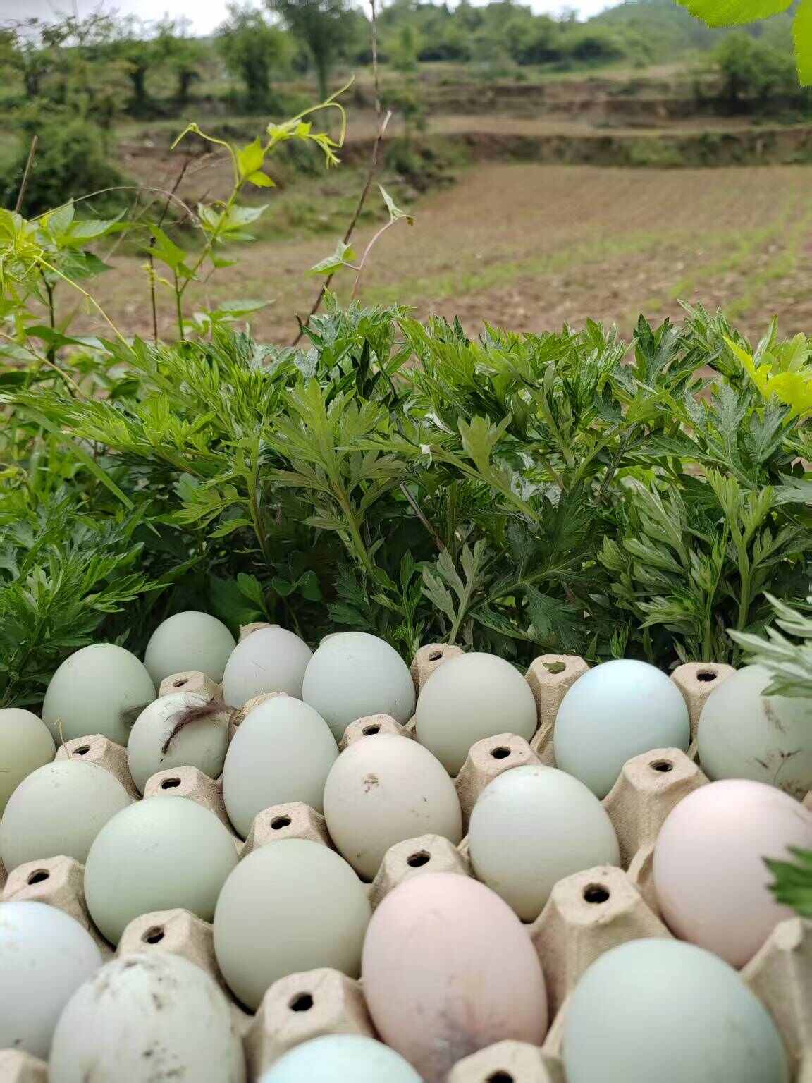 息烽绿壳土鸡蛋，纯山林养殖，绿色养殖，玉米，草，果