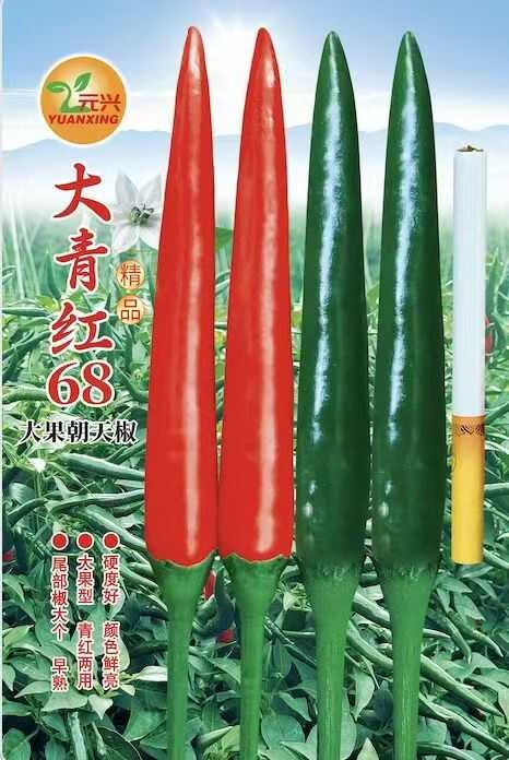 东方市早熟青红两用大青红68大果朝天椒种子，丰产基地专用，厂家直销