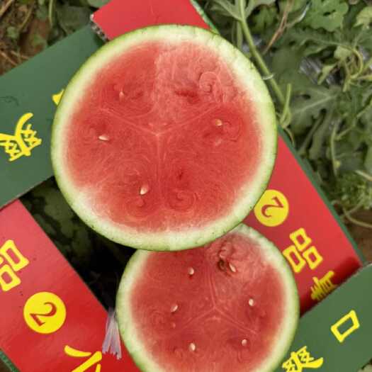 北海广西北海吊西瓜大量上市