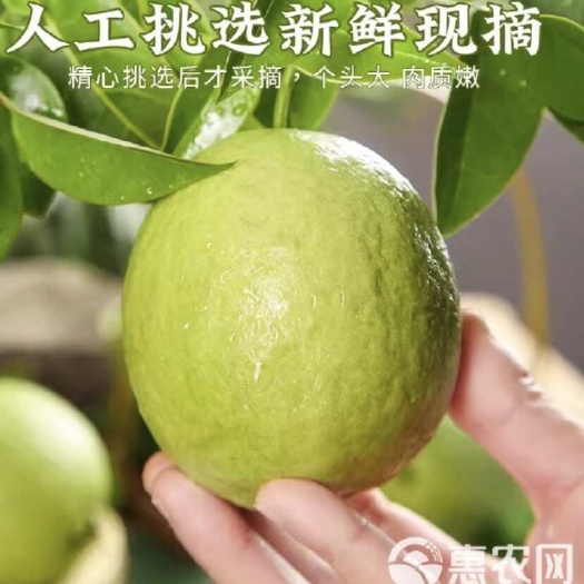 阳春市翻石榴，现果现摘，个大肉甜