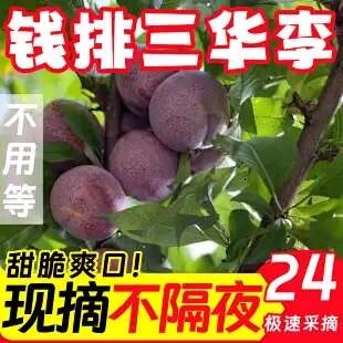广州广东广州新鲜三华李现摘现发花都区特产李子水果批发零售