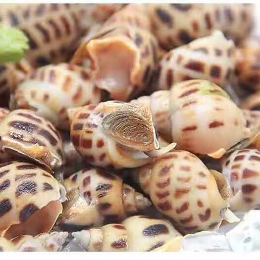 海南花螺东风螺鲜活速冻小海螺捞汁小海鲜食材无沙海猪螺香螺