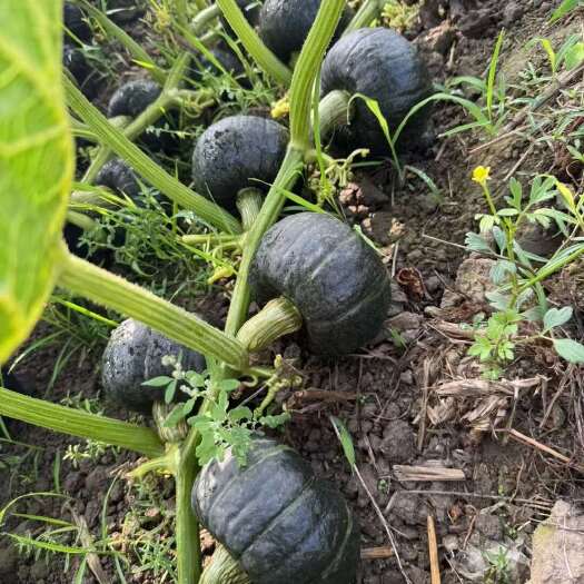 昆明贝贝南瓜，软糯香甜，营养丰富。