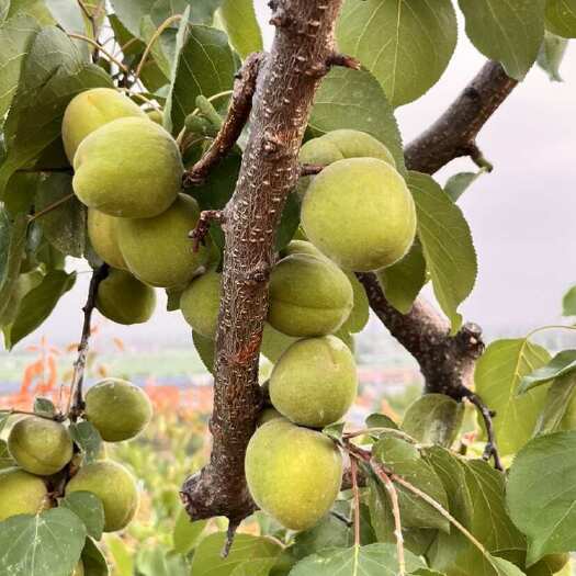 徐州徐州贾汪凤凰山自家杏树，月底成熟，价格实惠