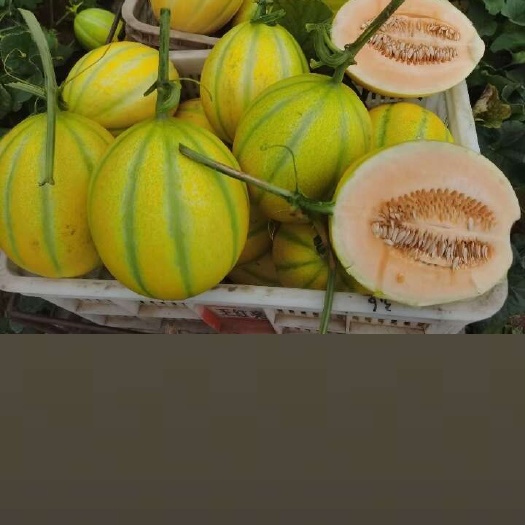 随州金甜一号甜瓜