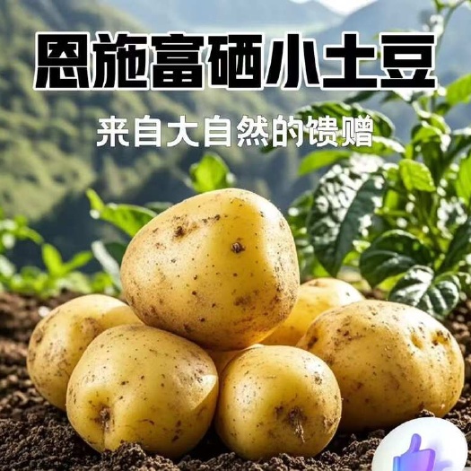 恩施市恩施富硒迷你土豆新鲜出土口感绵甜适合炖煮炒菜营养健康
