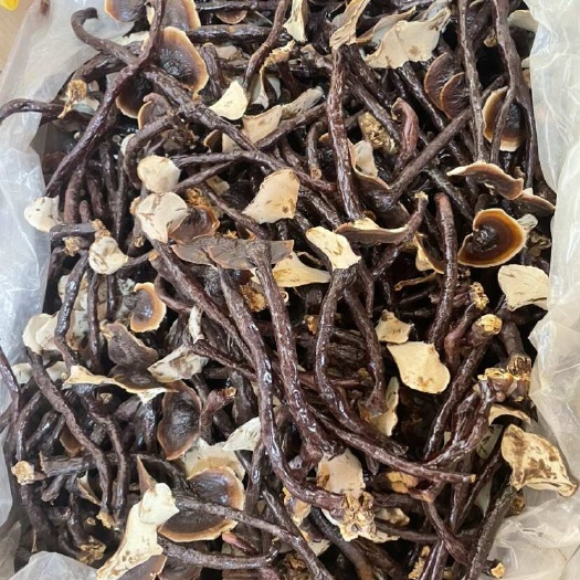 昆明种植竹灵芝大货批发