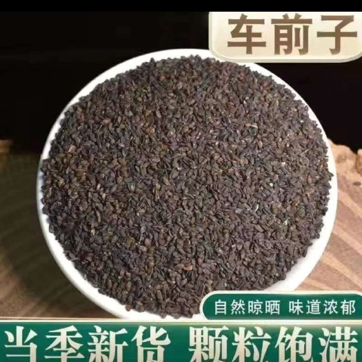 亳州精选车前子颗粒饱满味道浓郁 中药材高含量【假一赔十】