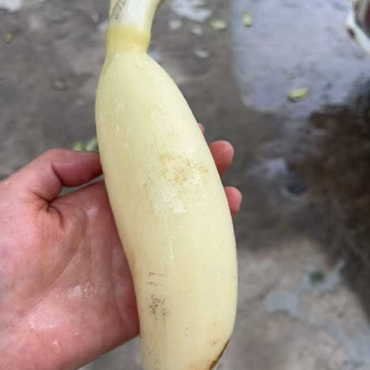大棚新藕