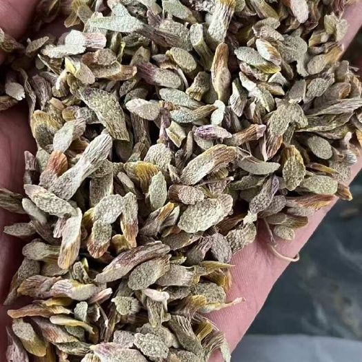 勐海县西双版纳产地（铁皮石斛切片）胶质多，化渣