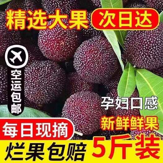 2025新鲜采摘杨梅鲜果现货荸荠杨梅孕妇可吃空运石屏杨梅