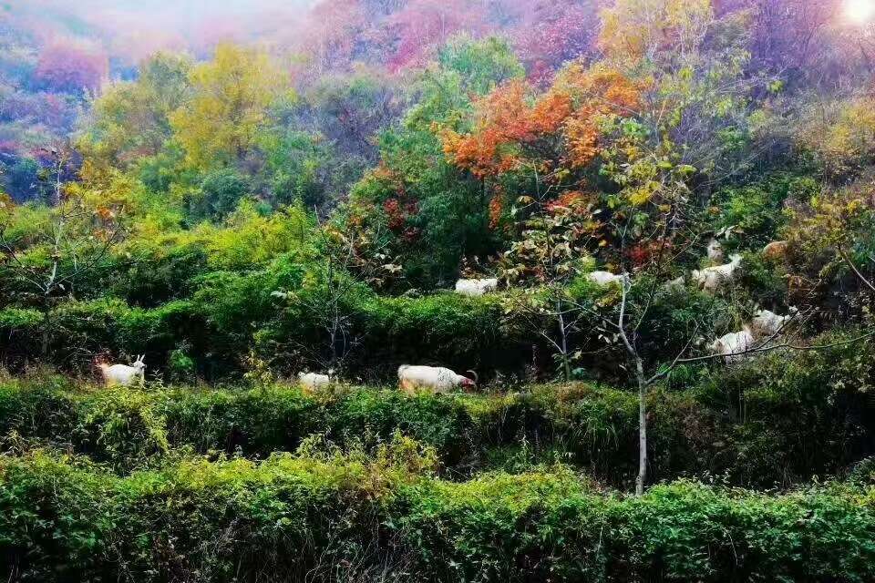 生态农场流转