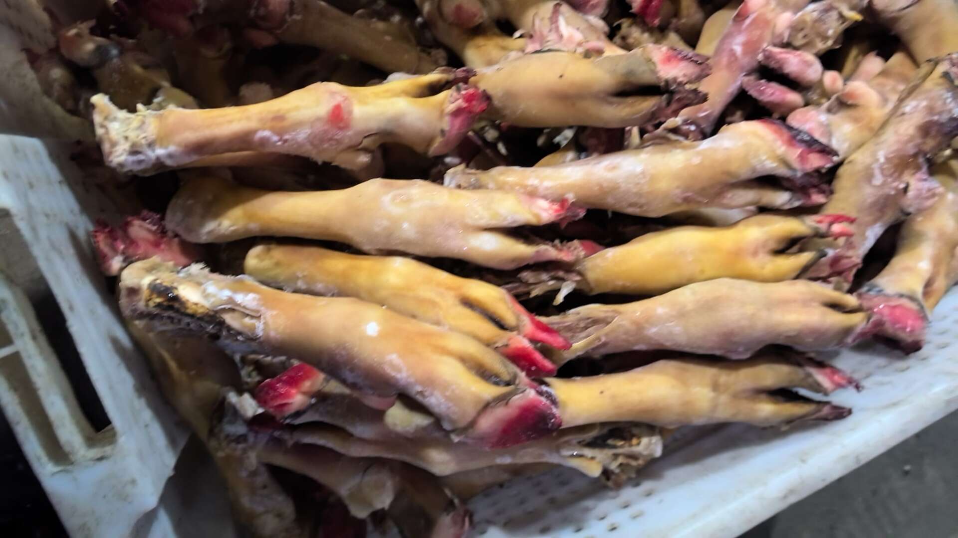 羊蹄，火烧羊蹄，新鲜的羊蹄，肉多多