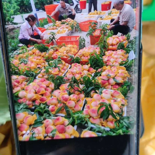 绵阳五月脆桃价格面议