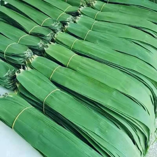蚌埠新鲜芦苇叶 粽子叶，当天采摘，当天发货，量大从优